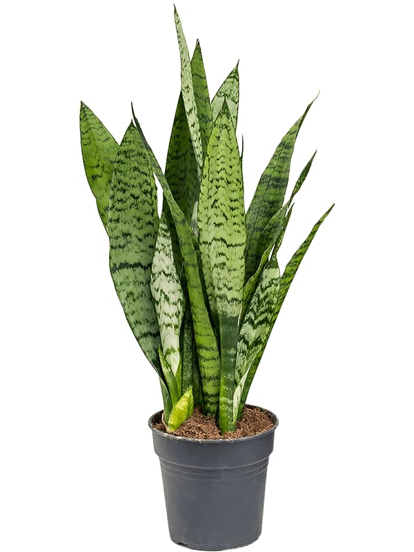 1 x Sansevieria trifasciata Silver Flame Snake Plant - Mother in Laws Tongue - Indoor Easy Care Plant in 9cm Pot