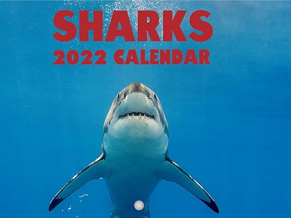 Amazon.com : Sharks 2022 Wall Calendar Under The Sea Ocean Animal Shark Calendar Great White Shark Large 18 Month Calendar Monthly Full Color Thick Paper Pages Folded Ready To Hang Planner Agenda