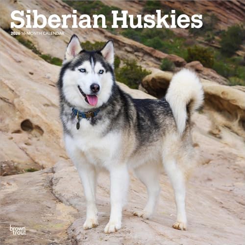 Siberian Huskies | 2026 12 x 24 Inch (Hanging) Monthly Square Wall Calendar | Plastic-Free | BrownTrout | Animal Dog Breeds - image 1