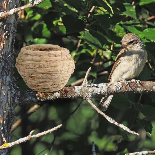 Mangeoire à oiseaux pour protéger les nids des intempéries au jardin - 8