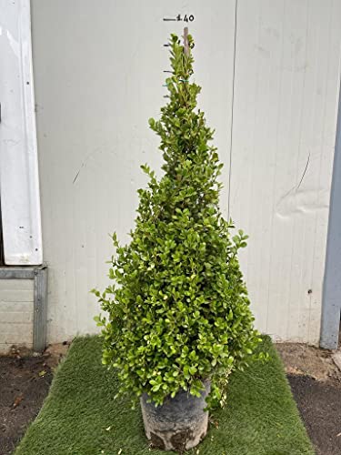 Buxus Sempervirens Arborescens - piramide - (bosso) Pianta h 110 cm Foto Reali