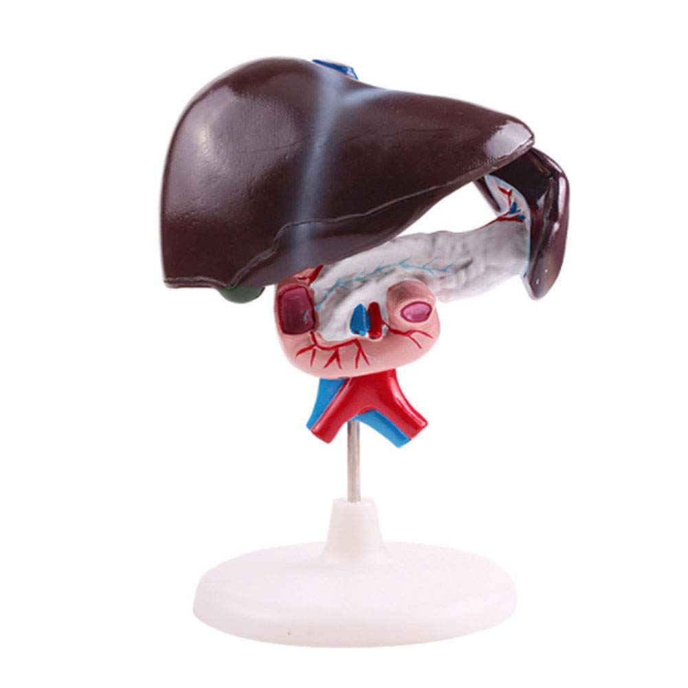 YNIYUJKL Human Anatomical Model Human Liver Duodenum Pancreas Anatomical Model For Medical Education Teaching Aid Medical Educat