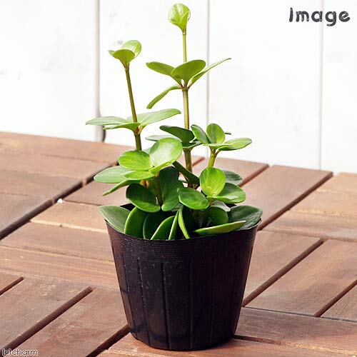観葉植物 ペペロミア 3号 農業資材 ガーデニング用品の人気商品 通販 価格比較 価格 Com