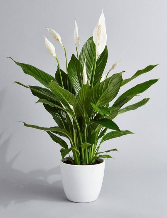 Image of Original Live Peace Lily or Spathiphyllum Plant Air purifier Good luck plant (Pack of 1 Without Pot)