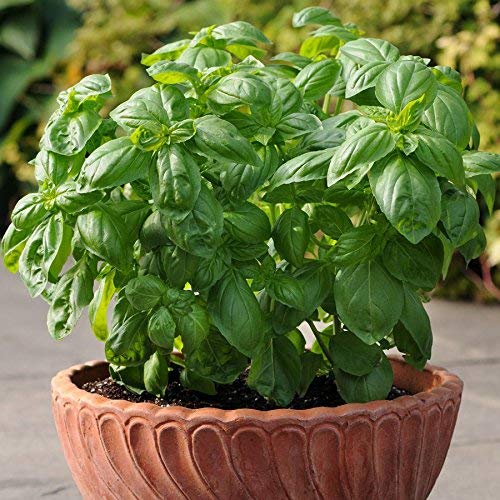 Vibex-® VXI-822-Organic Seeds Non-GMO Large Leaf Italian Heirloom Basil (B08X6JYWTC) Amazon Price History, Amazon Price Tracker