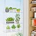 Lifewit 3-Tier Window Plant Shelves 15 inch, Acrylic Adjustable Hanging Floating Shelf, Window Sill Extender for Indoor Succulent Plants, Micro Greens, Seed Starter Pots, Herb Planters