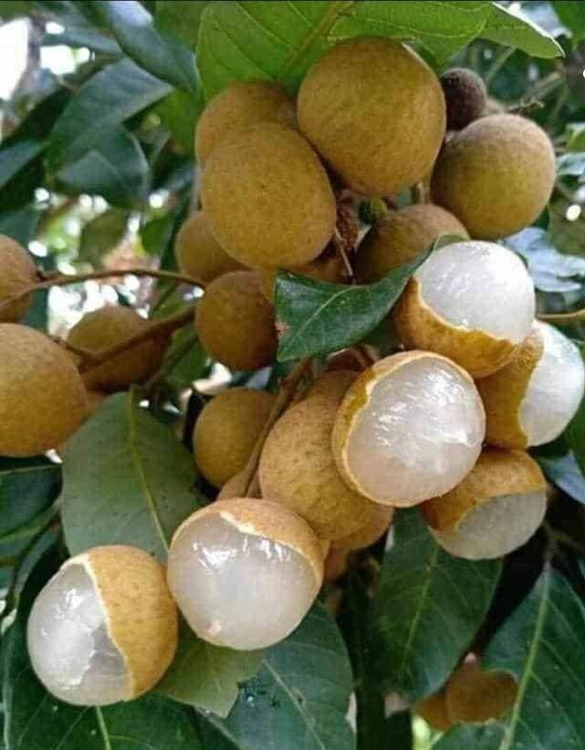 ÂˆÂš 'Hybrid Sweet All Time Longan Fruit Greftad Plant Mondal Plant Enterprise