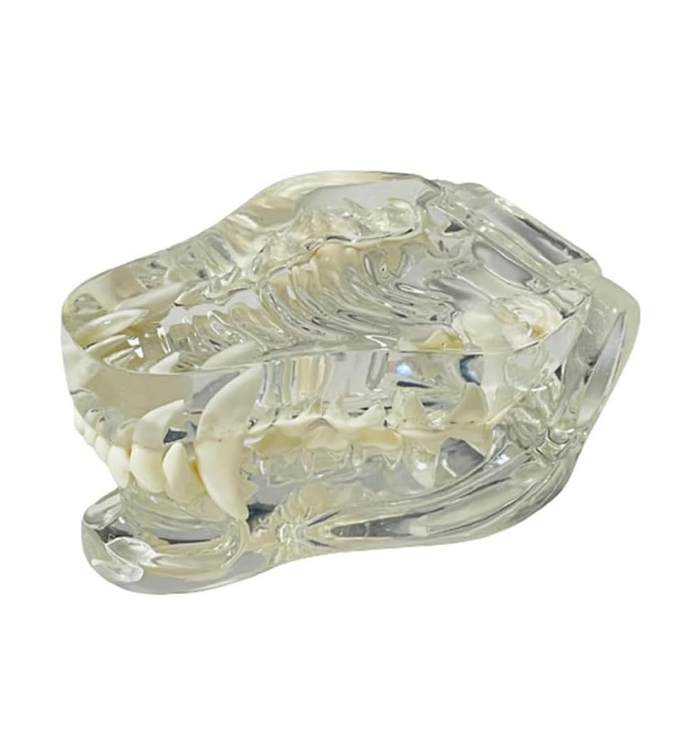 Model zębów psa anatomiczny model dentystyczny do edukacji weterynaryjnej - przezroczyste zęby ustna szczęka narzędzie do stomatologii zwierząt