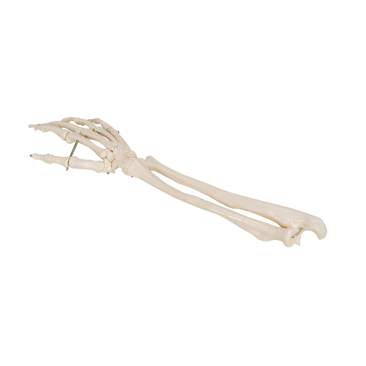 3B Scientific® Mano con Antebrazo – Modelo Anatómico Humano a Tamaño Real en Huesos sobre Alambre + Smart Anatomy App (Garantía de 5 Años)