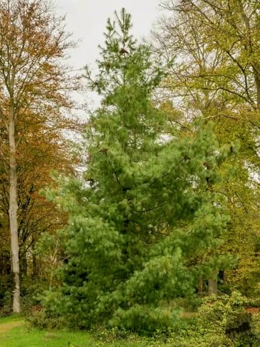 55 Seeds White Pine Tree Seeds, Eastern Pinus Strobus, Soft Pine, Weymouth Pine, Evergreen Bonsai