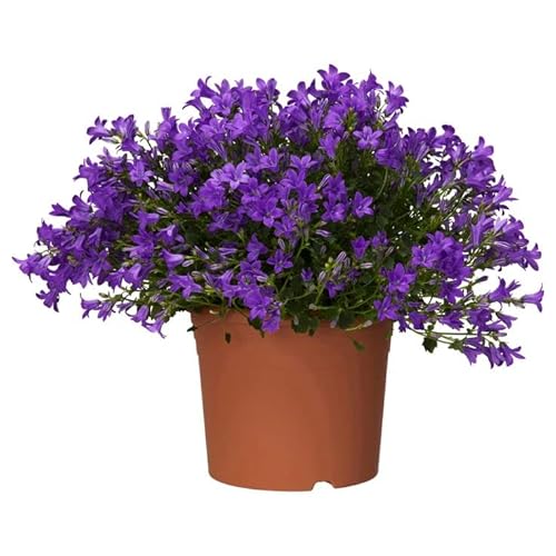 Campanula PREMIUM Planta Natural con Flores Azules muy Llamativas Ideal para Regalar