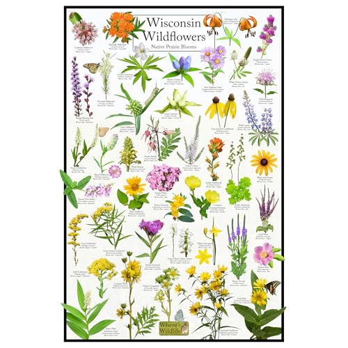 Wisconsin Wildflowers - Native Prairie Blooms Poster | Educational Chart