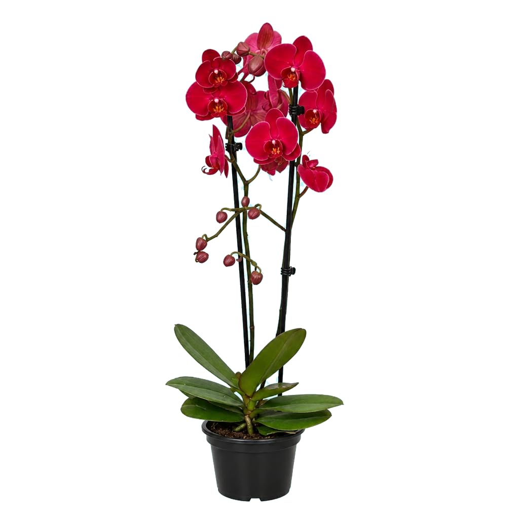 DECOALIVE Phalaenopsis 2 Troncos con Orquídea Polilla | Planta Viva Ornamental de Interior | 12 cm de Diámetro | 55-65 cm de Altura