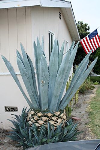 Agave Americana Blue Century Plant - Large (Live Bareroot Plant)