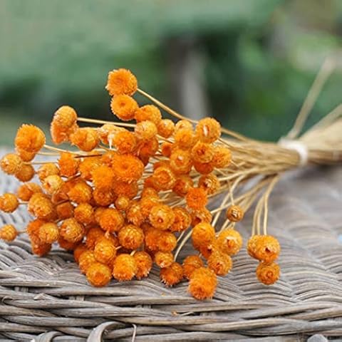 50 Stems Dried Daisy Bouquet Small Star Daisy Decorative Dried Flowers Mini Daisy Chamomile Bouquet for Wedding Floral Arrangements Home Decorations Valentine's Day Gifts Orange Cover