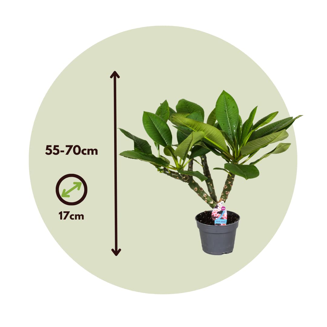 Plant in a Box - Plumeria Frangipani weiß - Hawaii - Tropische Zimmerpflanze - Stark duftende Blüten - Topf 17cm - Höhe 55-70cm