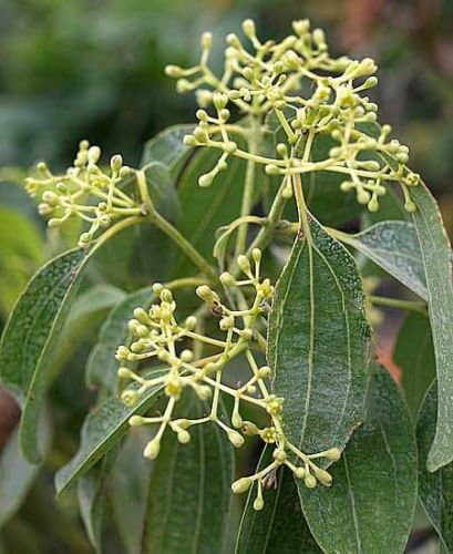 Cinnamon Plant - 1 Plant - 1 Feet Tall - Ship in 1 Gal Pot