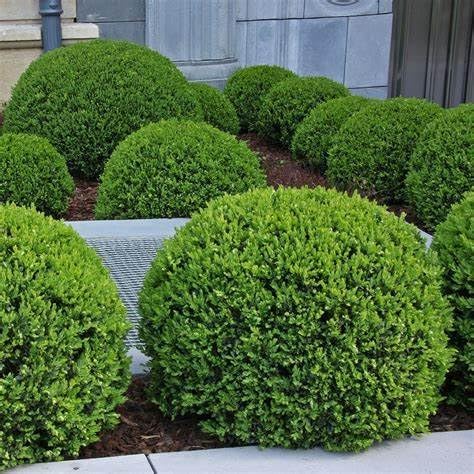 Wintergreen Boxwood Shrub – Live Evergreen Plant for Landscape, Borders & Hedges – Cold Hardy, Low Maintenance (Liner/Starter Plant)