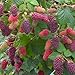 Produktbild Brombeere-Himbeere Buckingham Tayberry (C2) | Brombeerpflanze | Robuste Pflanze | Rubus fruticosus | Pflegeleicht und winterhart | Pflanze im Topf