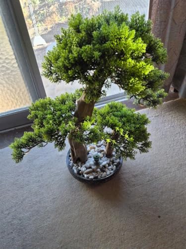 �l�H�~�� �t�F�C�N�O���[�� �ϗt�A�� ���� �a���C���e���A ���