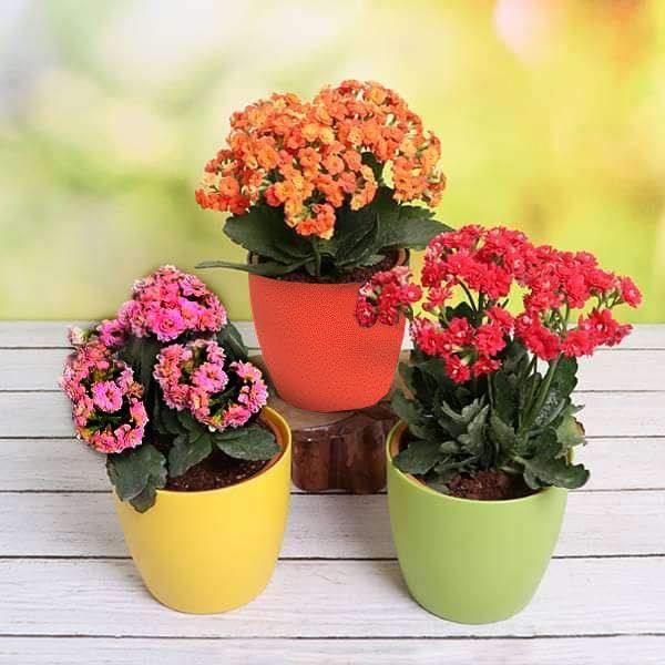 Mphmi Flowers Plants NCR Top 3 Beautiful Kalanchoe Flowers of the Season Kalanchoe (Any Color) (B0CGPWNBC8) Amazon Price History, Amazon Price Tracker