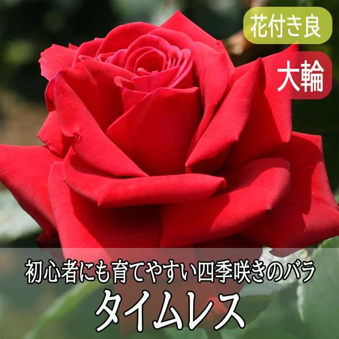 Amazon.co.jp: バラ 苗 タイムレス 育てやすい 四季咲き 12cmポット