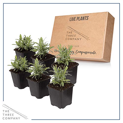 Live Aromatic and Edible Lavender (6 Per Pack), Natural Sleep Aid