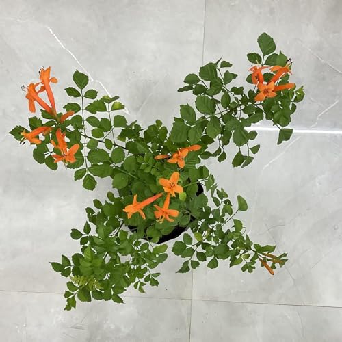 Image of Live Flame Vine Orange Trumpet Vine Creepers & Climbers Flower Plant, Orange Tecoma Flower Bignonia Pyrostegia Venusta, Live Plant With Black Plastic Pot (TECOMA FLOWER PLANT)