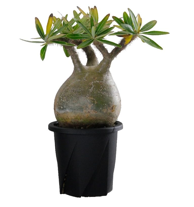 Amazon | 大和プラスチック 植木鉢 根はりポット 24型 ブラック 通気