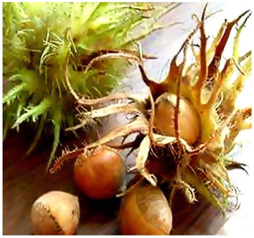 10 x American Hazelnut, American Filbert, Hazelnut - Corylus Americana Seeds