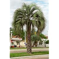 ココスヤシ　(311) 送料込み ココスヤシ シルバーリーフ ヤシの木 サイズ大 ロック