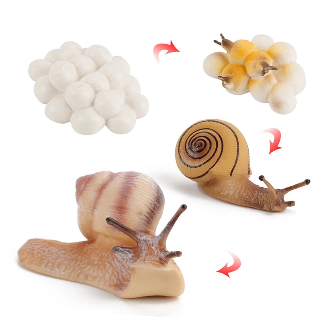 Juego Educativo de Modelos de Juguete de Crecimiento Animal 16 Piezas de Abs para Niños, Simula el Ciclo de Vida de Animales Aula Color Aleatorio