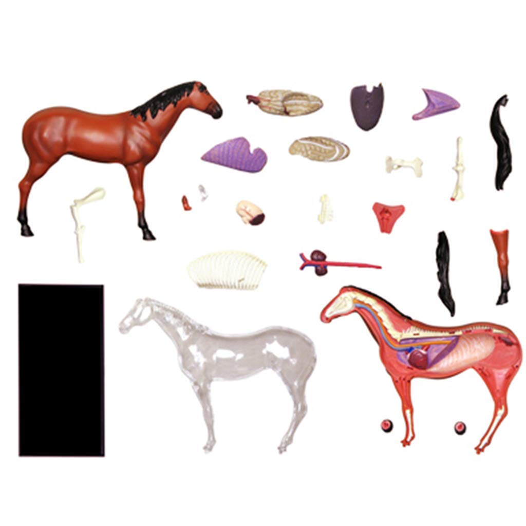 KJMWXOP Horse Anatomical Model - Medical Anatomical Animal Model - 26 Detachable Organs Body Parts Animal Medical Teaching Mode - For Study Diaplay Teaching
