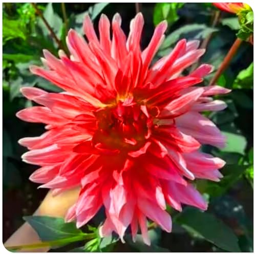 Bellissime dalie, adatte per la decorazione del giardino in tutti i luoghi, fioriscono in tutte le stagioni - bulbi resistenti al freddo, perenni-10bulbi-D