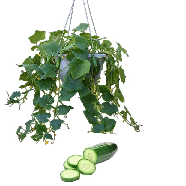 1 Pot 2 Live Vegetable Plants Cucumber Plants Climbing Cucumber Seedling 4 Inch Pot