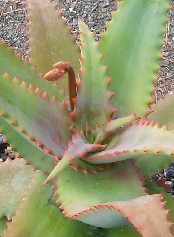 aloe vera saft haare Aloe Vera Gel | JUNGLÜCK main image 1