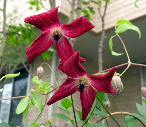 クレマチス　苗　④ 楽天市場】クレマチス カイゼル 4号苗（J01） : 千草園芸