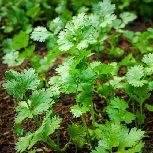 semillas de cilantro jardín, interior resistentes balcón 1000pcs