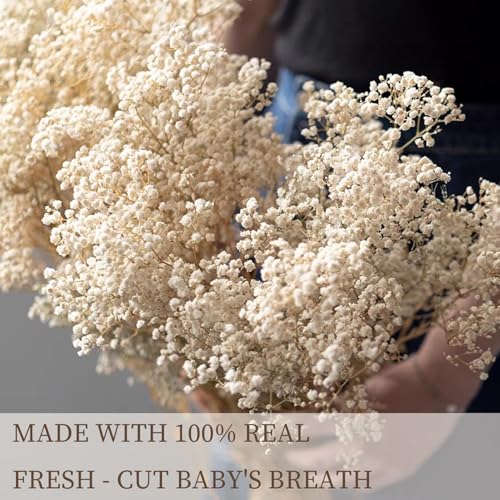 Ramo de flores secas Gypsophila natural 2500+ blancas miniatura 5