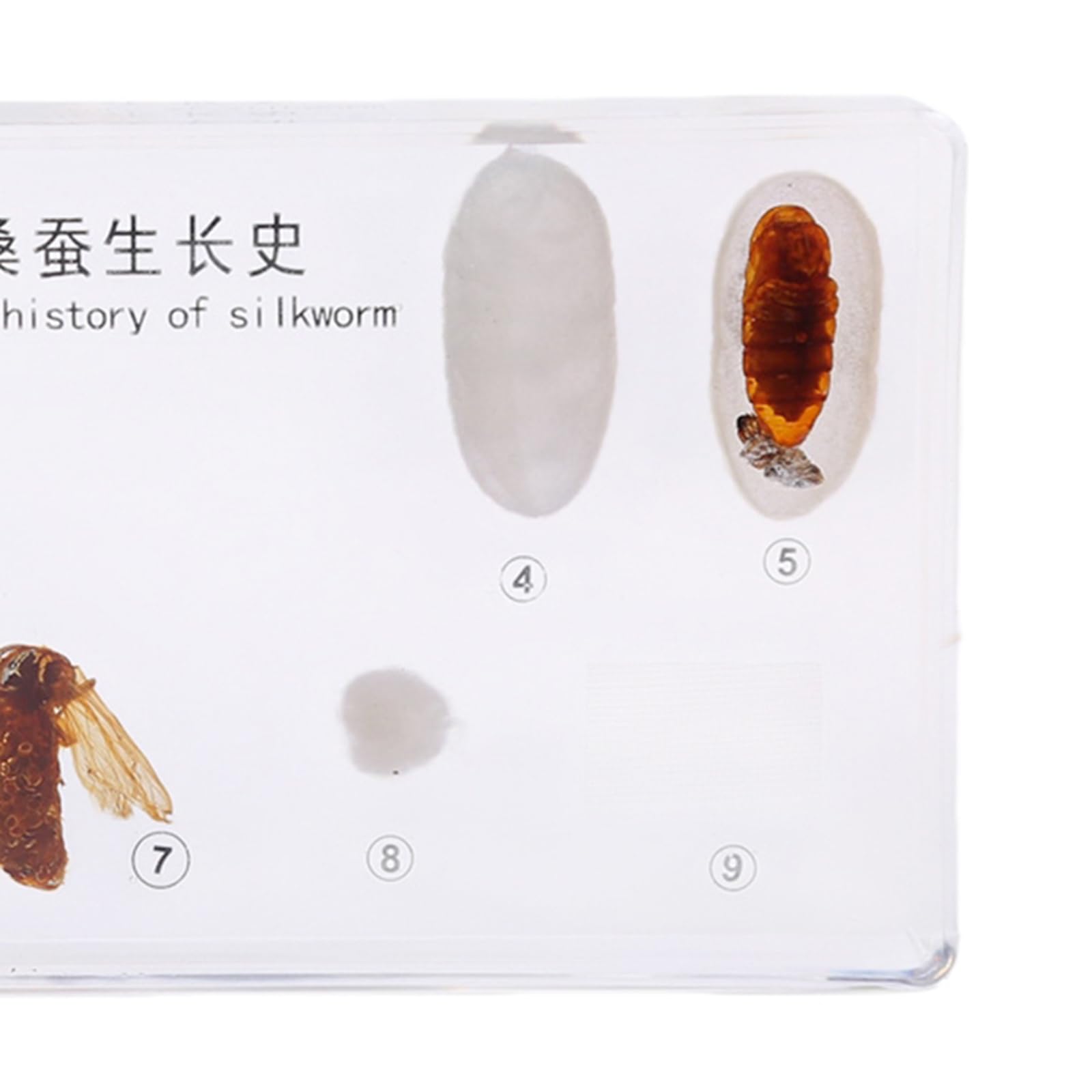 Specimen di Resina del Ciclo di Vita Reale degli Insetti, Fermapenne da Scrivania, Modelli di Tassidermia per l'Educazione Scientifica,Silkworms