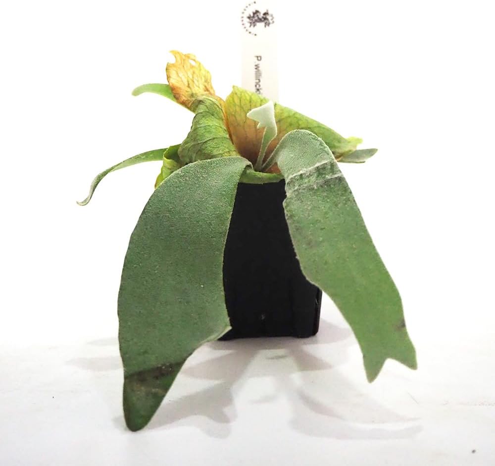 鹿乃　曖昧ばんび〜な　【帯付き】 鹿乃 曖昧ばんび〜な 【帯付き】 鹿乃 曖昧ばんび〜な 【帯付き】 CD