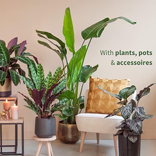 BloomPost Aloe Vera Plant - 25-35 cm Indoor Plant - Low Maintenance House Plant - Easy to Grow Home Office Plants - Perfect for Clean Air - Pot Not Included