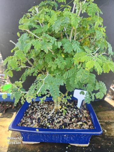 Bonsai Brazilian Raintree Tree
