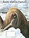 Produktbild Arctic Walrus Female wideruledlinepaper Composition Book: Walrus Fans, journals for notes, teachers, elementary, teachers (Walrus Journals, Band 21)