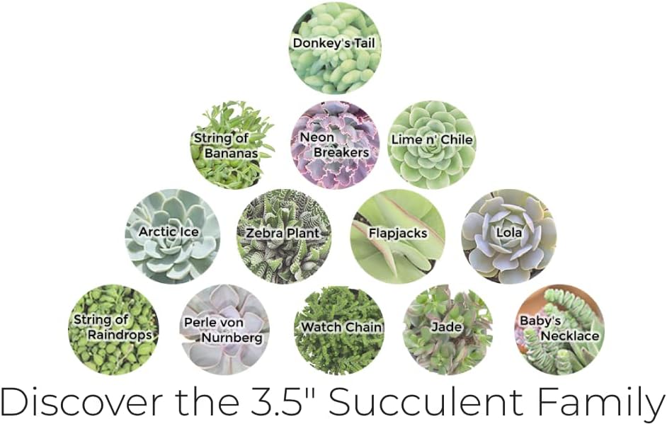 Miniatura 7 de Altman Plants, Cadena de reloj de 3.5 pulgadas, plantas suculentas vivas de Crassula, plantas suculentas vivas, plantas de interior vivas, plantas