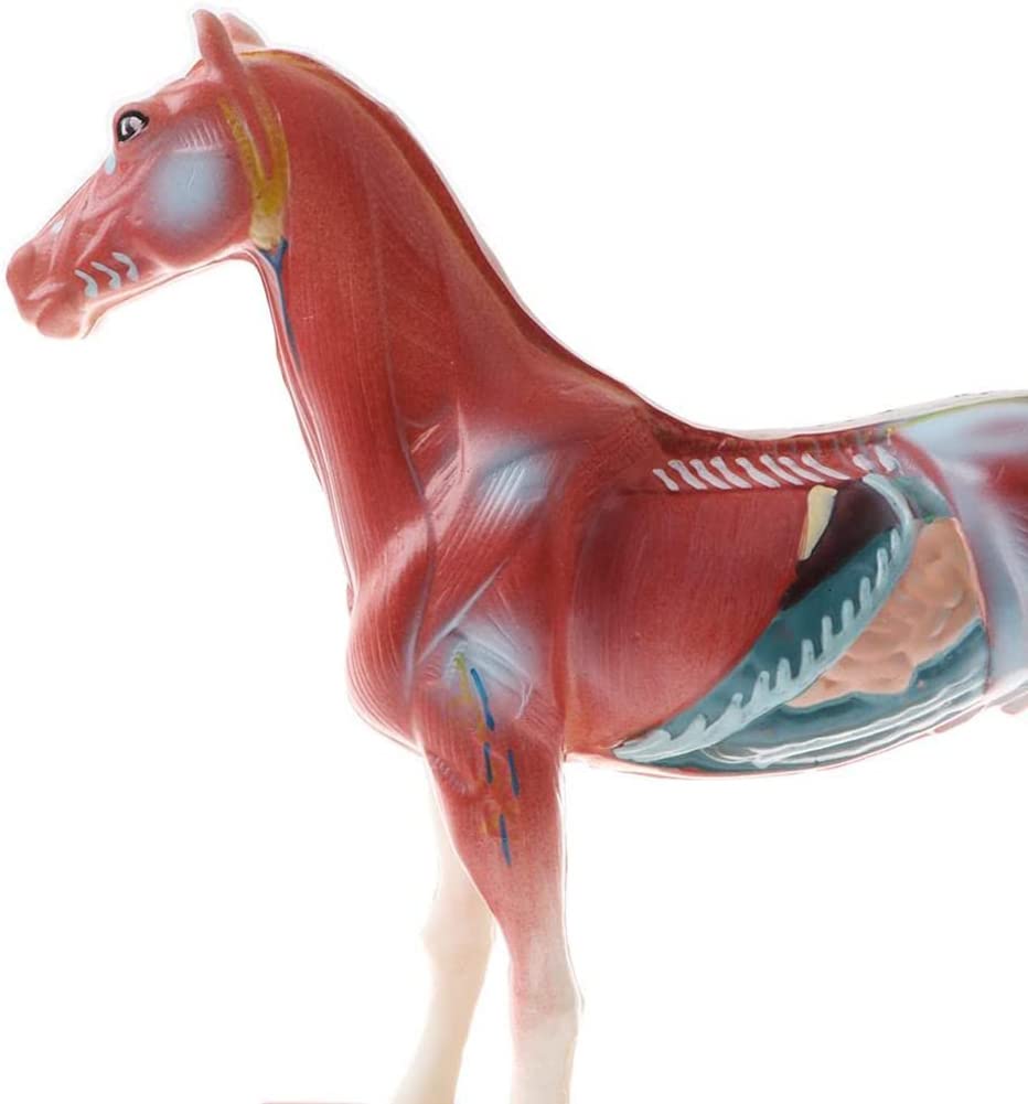 Lehrmodell, Pferdeakupunkturmodell, 114 Akupunkturpunkte Pferdeanatomisches Modell, für Schullehrmittel, Laborbedarf, Tierpunkte-Akupunkturmodell
