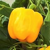TomorrowSeeds - Golden Cal Wonder Bell Pepper Seeds - 500+ Count - for 2026 Planting Yellow California Belle...