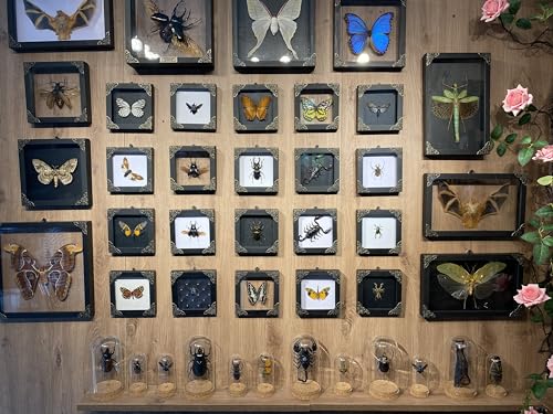 vinatimes Real Yellow Moth Butterfly Insect Dried Bug Lover Gifts for Women Shadow Box Taxidermy Oddity Collectables Specimen Decoration Tabletop Wall Room Art Home Decor Living Gallery K12-31-DE - Image 4
