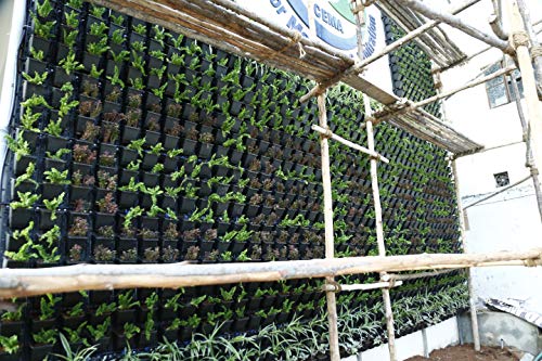 BIO BLOOMS AGRO INDIA PRIVATE LIMITED Plastic Hanging Pot -Blackcolour, Standard, Pack of 15 Frame with 45 Pots