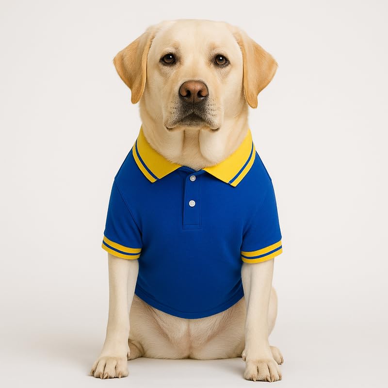 Image of Thunder Tails Premium Cotton Polo Dog T-Shirt | for Medium Dogs | Royal-Yellow | 2XL | for Cocker Spaniel, Hound, Beagle & Corgi